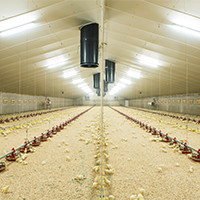 Totaalinrichting kippenstal